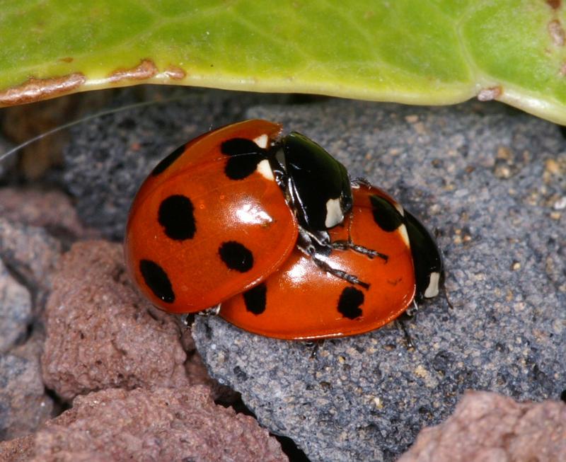 Coccinella_7-punctata_D3222_Z_82_Valle Gran Rey_Spanje.jpg